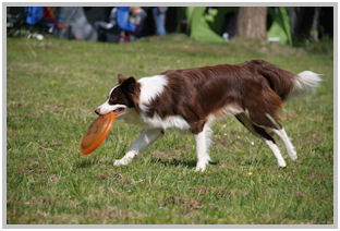 border collie speedy dream