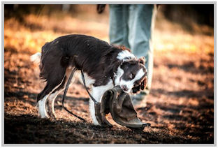 border collie speedy dream