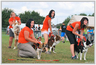 border collie speedy dream