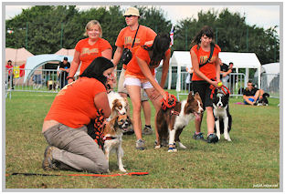 border collie speedy dream