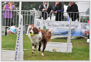 border collie speedy dream