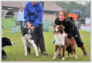 border collie speedy dream