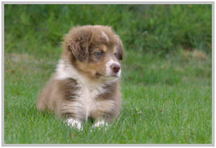 border collie speedy dream