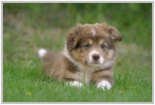 border collie speedy dream