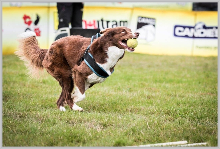 border collie speedy dream