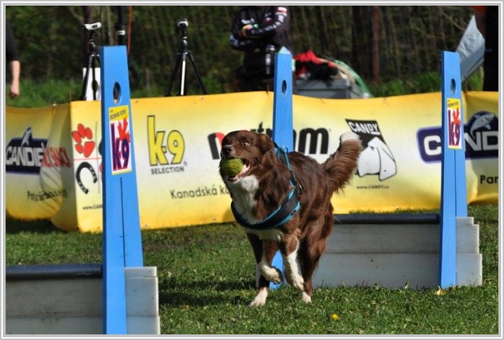 border collie speedy dream