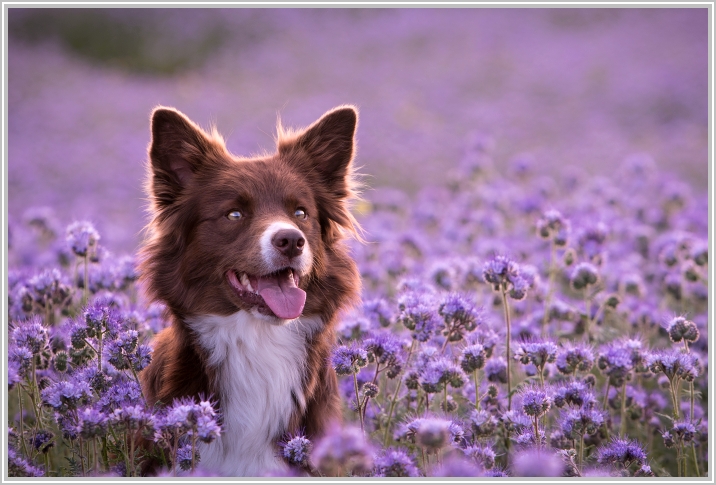 border collie speedy dream