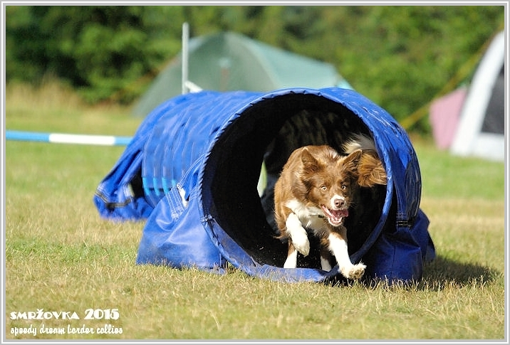 border collie speedy dream