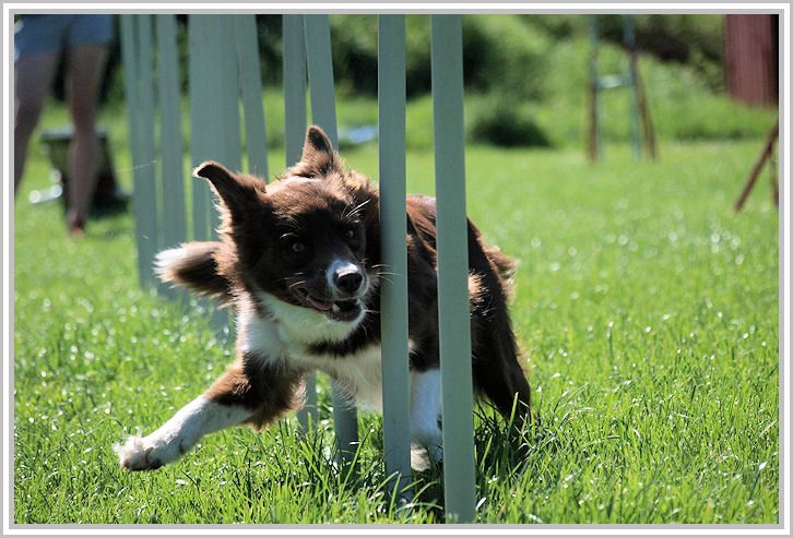 border collie speedy dream