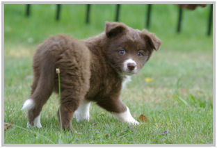 border collie speedy dream