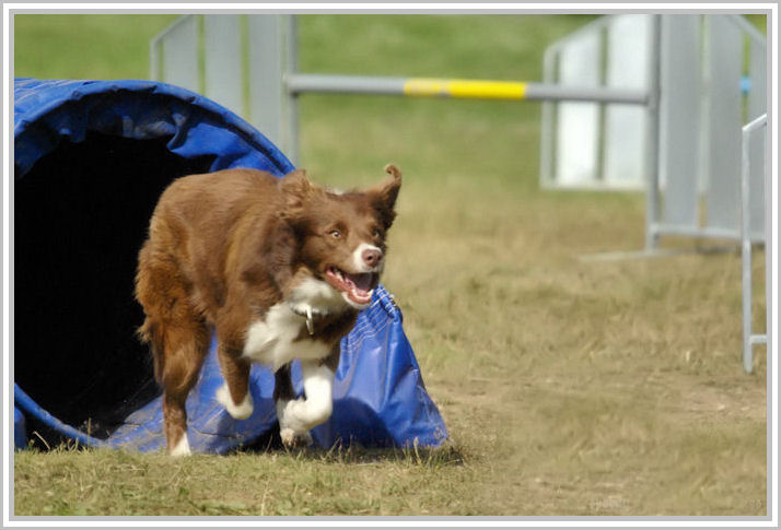 border collie speedy dream