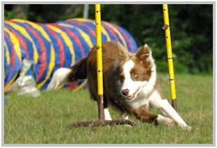 border collie speedy dream