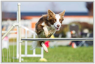 border collie speedy dream