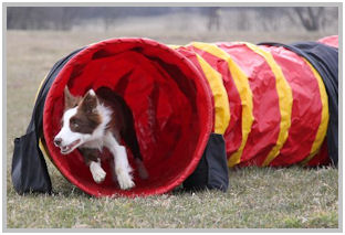 border collie speedy dream