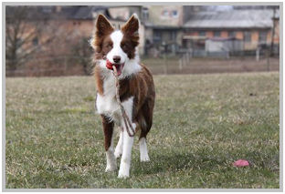 border collie speedy dream