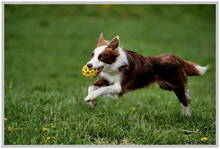 border collie speedy dream