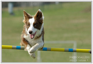 border collie speedy dream