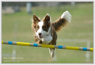 border collie speedy dream