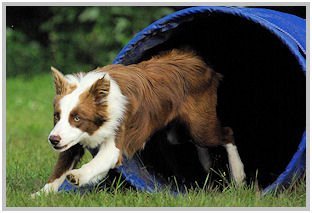 border collie speedy dream