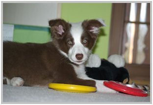 border collie speedy dream