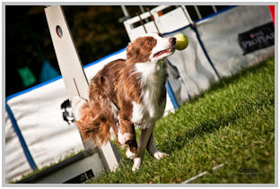 border collie speedy dream