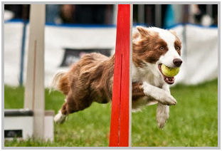 border collie speedy dream