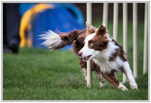 border collie speedy dream