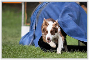 border collie speedy dream