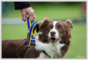 border collie speedy dream