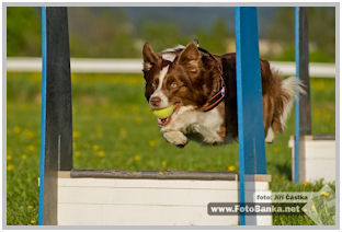 border collie speedy dream