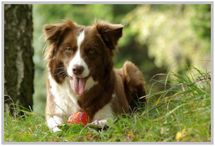 border collie speedy dream