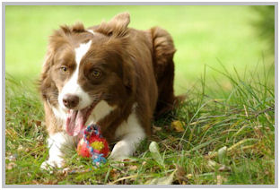 border collie speedy dream