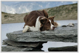 border collie speedy dream