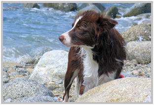 border collie speedy dream