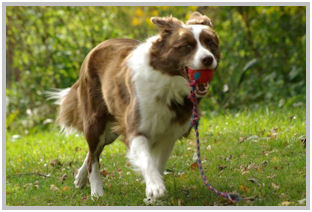 border collie speedy dream