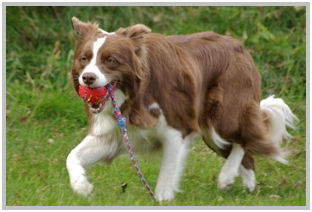 border collie speedy dream