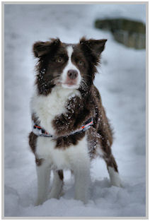 border collie speedy dream