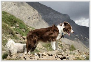 border collie speedy dream