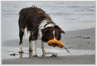 border collie speedy dream