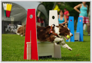 border collie speedy dream