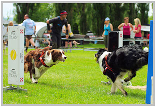 border collie speedy dream