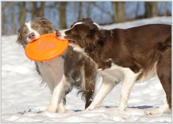 border collie speedy dream