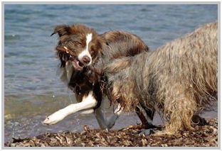 border collie speedy dream