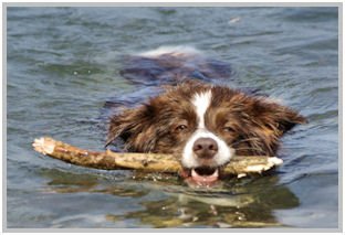 border collie speedy dream