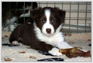 border collie speedy dream