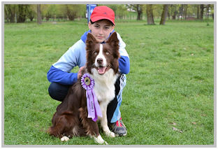 border collie speedy dream