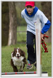 border collie speedy dream