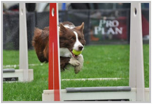 border collie speedy dream