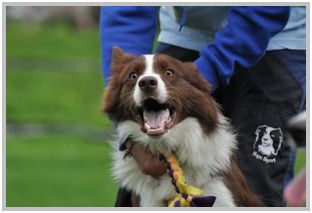 border collie speedy dream