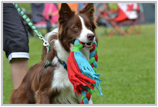 border collie speedy dream